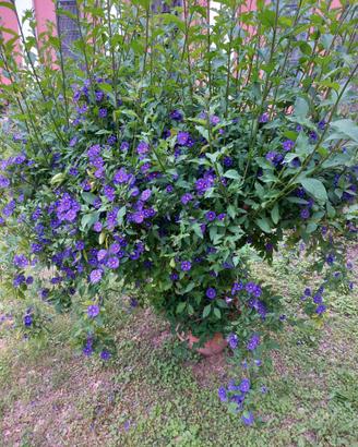Piante di solanum rantonetti in vaso 7