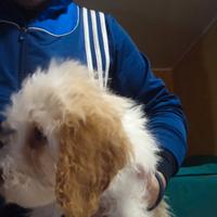 Cuccioli di Lagotto romagnolo