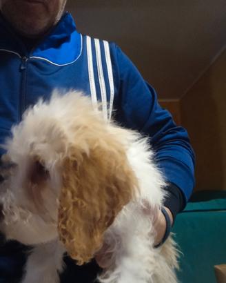 Cuccioli di Lagotto romagnolo