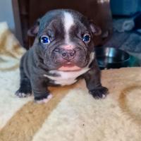 American bully
