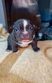 American bully
