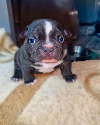 American bully