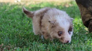 Cuccioli di border collie con pedigree