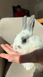 Conigli da allevamento amatoriale - 2 mesi
