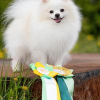 Spitz Tedesco Piccolo, maschio per accoppiamento