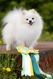 Spitz Tedesco Piccolo, maschio per accoppiamento