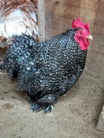 Galletto razza cocincina nana