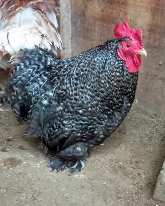 Galletto razza cocincina nana