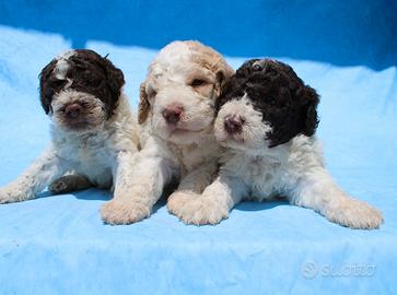 Lagotto romagnolo