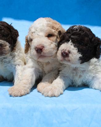 Lagotto romagnolo