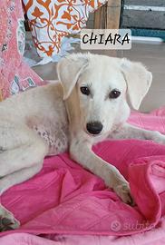 cucciola disponibile per adozione 