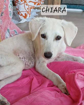 cucciola disponibile per adozione 