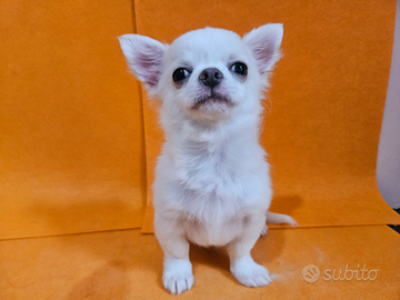 Chihuahua bianco