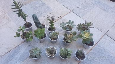 blocco 28 piantine grasse tutti diversi 