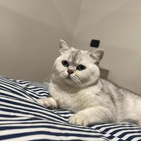 British Shorthair cat bianco per accompagnamento