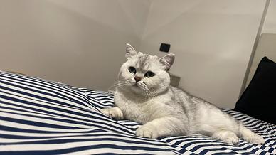 British Shorthair cat bianco per accompagnamento