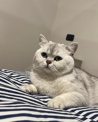 British Shorthair cat bianco per accompagnamento