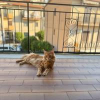 Maine Coon Red tabby per monta