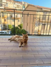 Maine Coon Red tabby per monta
