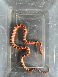 Serpenti del grano / guttate het palmetto