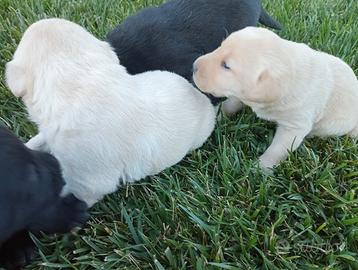 Cuccioli di Labrador razza pura