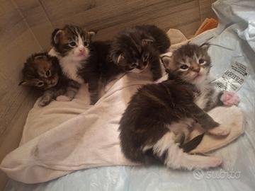 Ciccioli Maine Coon senza pedigree
