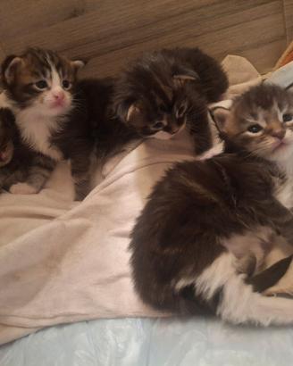 Ciccioli Maine Coon senza pedigree