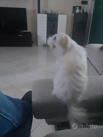 Maltesina Coreana per accoppiamento