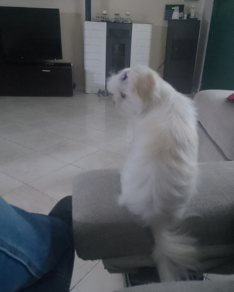 Maltesina Coreana per accoppiamento