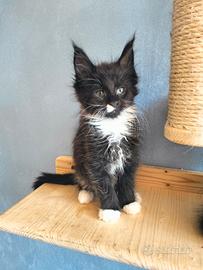 Maine coon