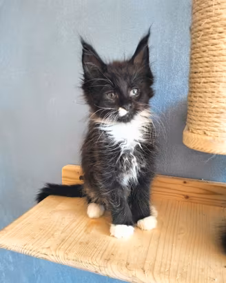 Maine coon