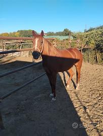Cavalla