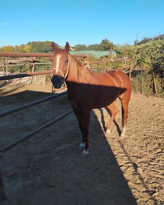 Cavalla