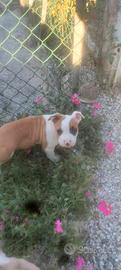 Cuccioli Amstaff