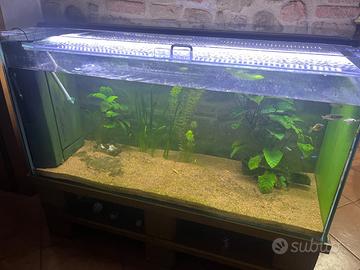 Acquario