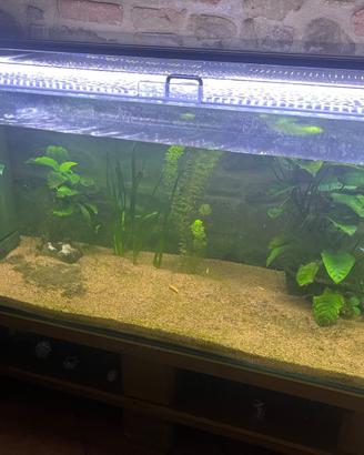 Acquario