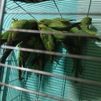 Pappagalli dal collare