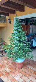 Albero natalizio 