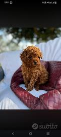 Cuccioli di barboncino Toy +varie taglie pag rate