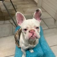 Bulldog francese bianco