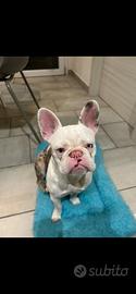 Bulldog francese bianco