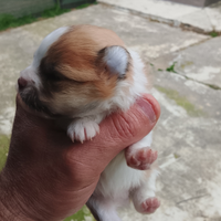 Volpino di pomerania