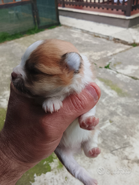 Volpino di pomerania