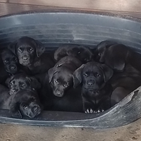Cuccioli di Labrador Retriever