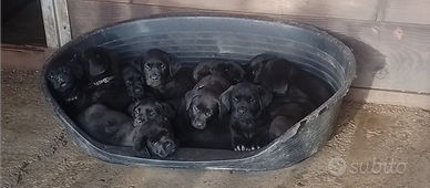 Cuccioli di Labrador Retriever