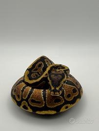 Pitone Reale Baby 2026 Spotnose Het Clown