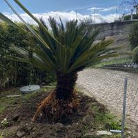 Splendida Cycas revoluta -Casa e Giardino-