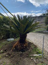 Splendida Cycas revoluta -Casa e Giardino-