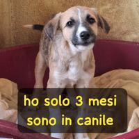 Cucciolo 3 mesi taglia media