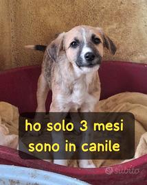 Cucciolo 3 mesi taglia media